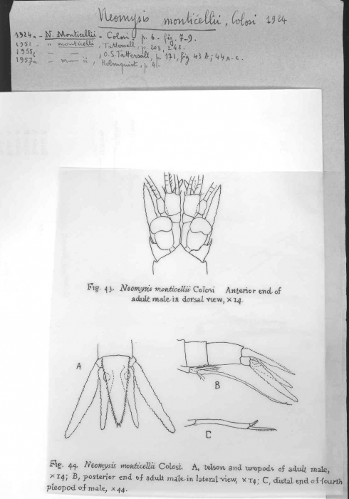 Neomysis monticellii