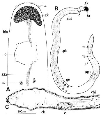 Ezoplana oxygona Ezoplana oxygona