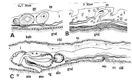 Ezoplana oxygona Ezoplana oxygona