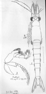 Mysis caspia Sars, 1895