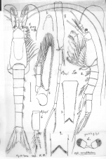 Mysis microphthalma Sars, 1895