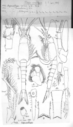 Mysis amblyops Sars, 1907