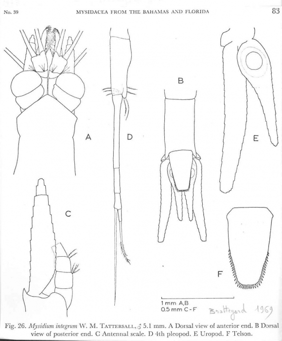 Mysidium (Mysidium) integrum