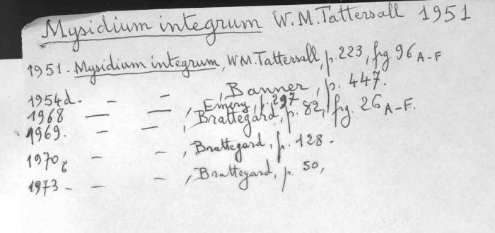 Mysidium (Mysidium) integrum