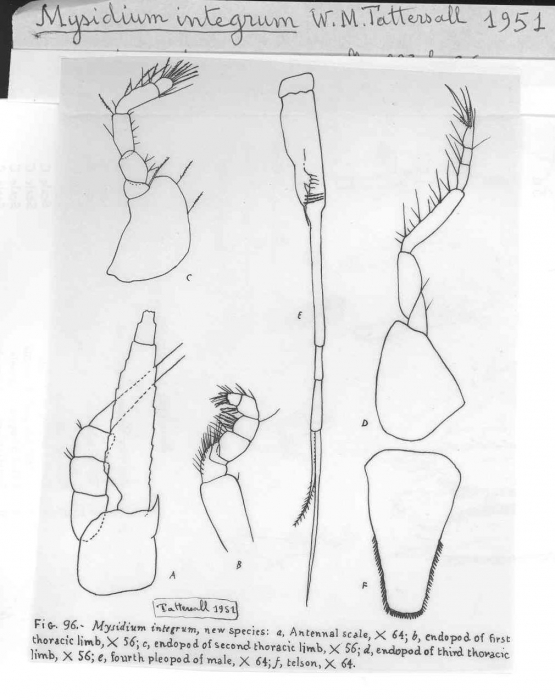Mysidium (Mysidium) integrum