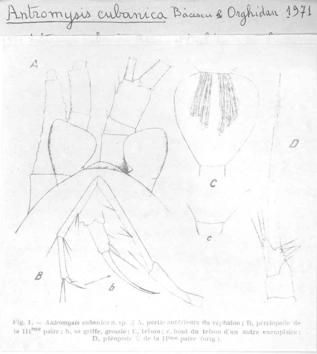 Antromysis cubanica