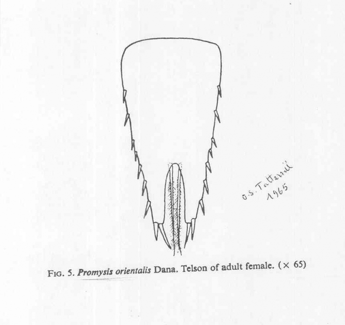 Promysis orientalis