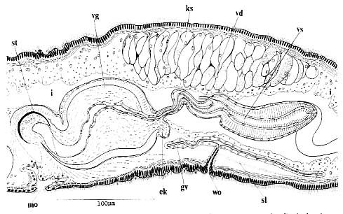Nematoplana ciliovesiculae Nematoplana ciliovesiculae