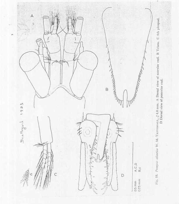 Promysis atlantica