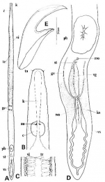 Nematoplana ciliovesiculae