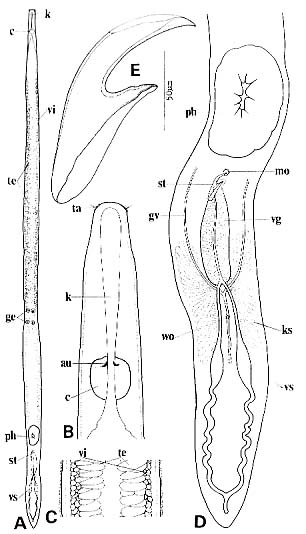 Nematoplana ciliovesiculae