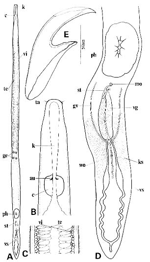 Nematoplana ciliovesiculae Nematoplana ciliovesiculae