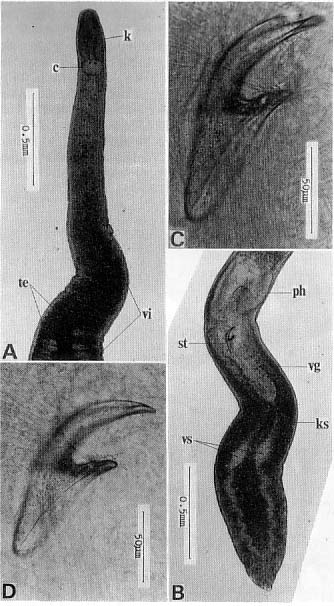 Nematoplana ciliovesiculae Nematoplana ciliovesiculae