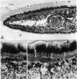 Nematoplana ciliovesiculae