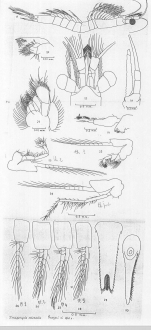 Iimysis orientalis