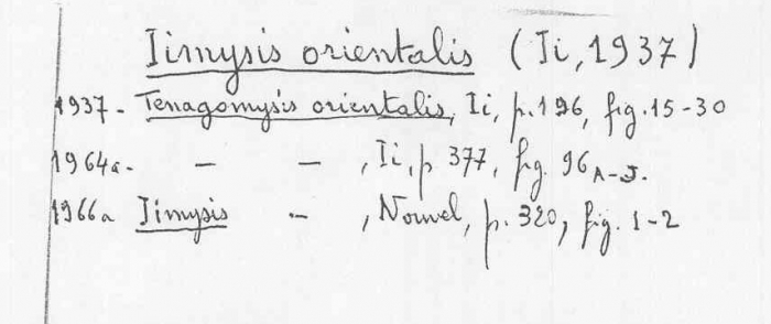 Iimysis orientalis