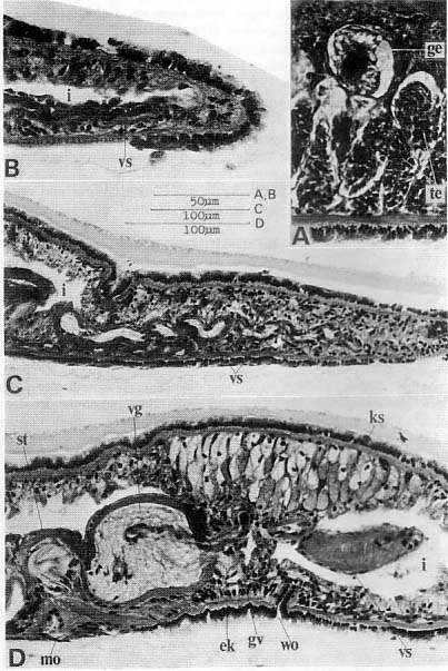 Nematoplana ciliovesiculae Nematoplana ciliovesiculae