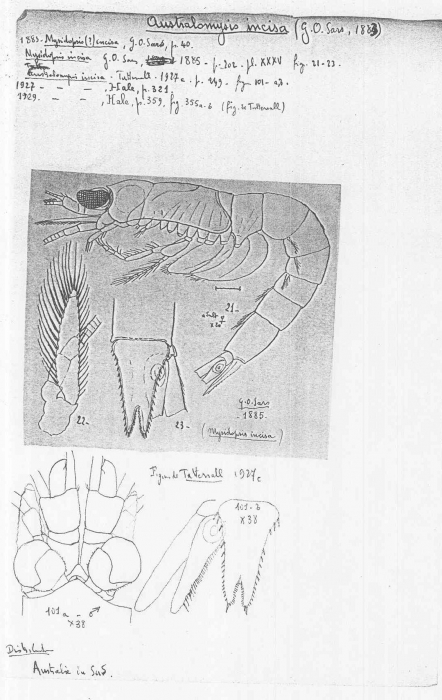 Australomysis incisa