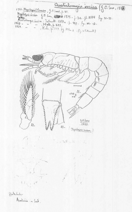 Australomysis incisa