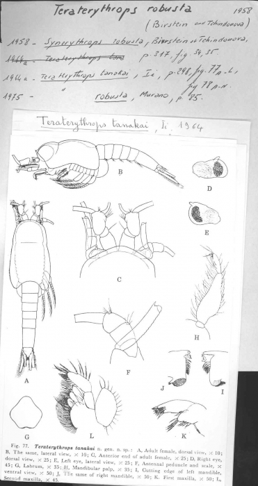 Teraterythrops robusta