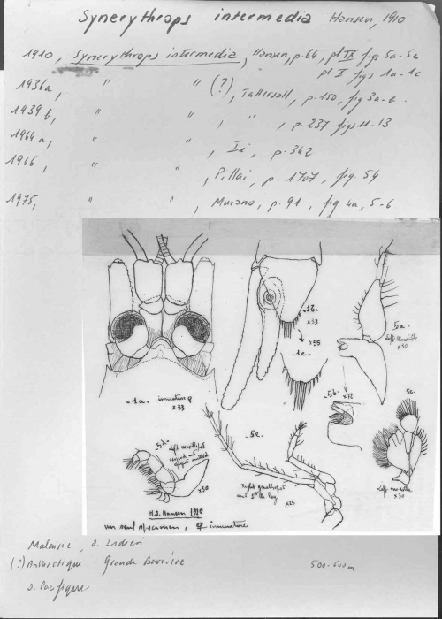 Synerythrops intermedia