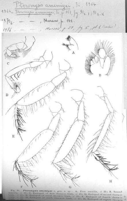 Pteromysis amemiyai