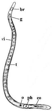 Nematoplana indica Nematoplana indica