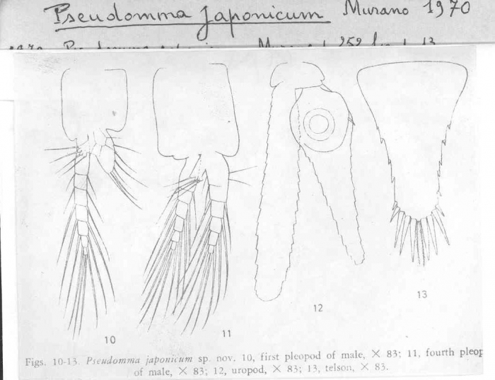 Pseudomma japonicum