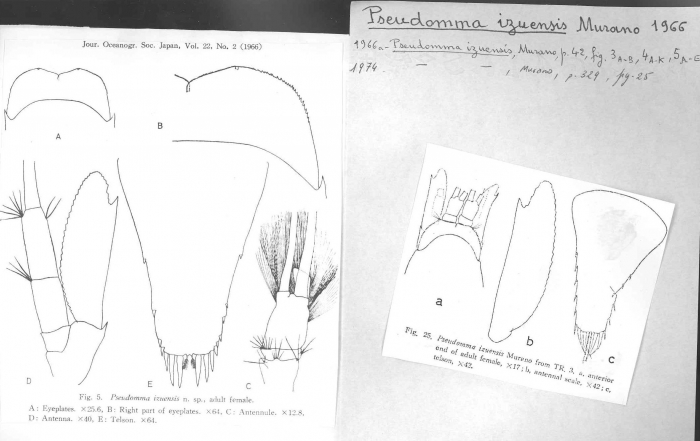 Pseudomma izuensis