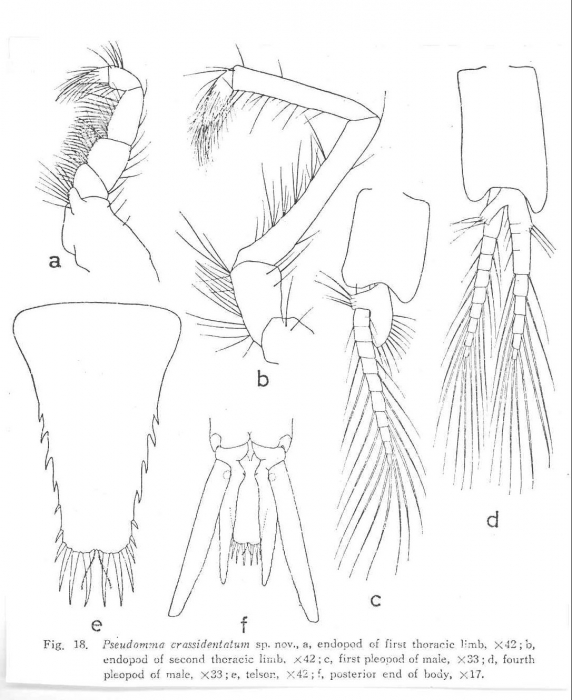 Pseudomma crassidentatum