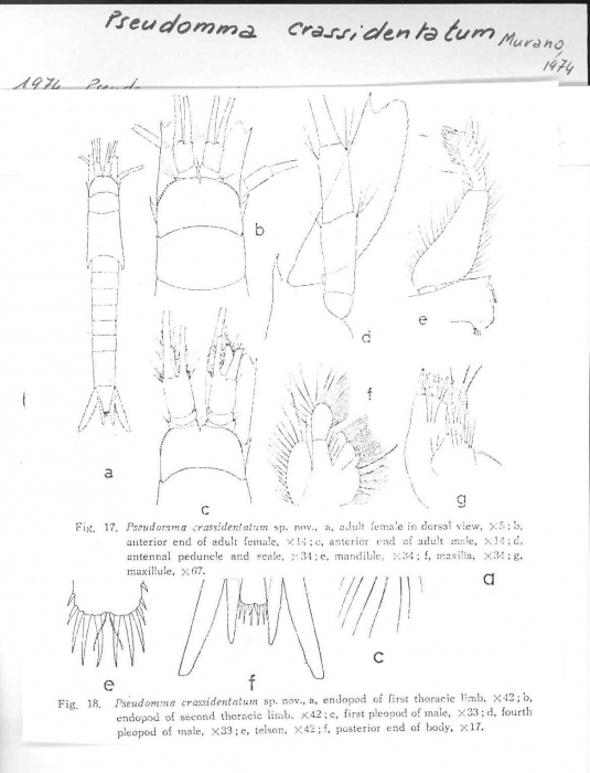 Pseudomma crassidentatum