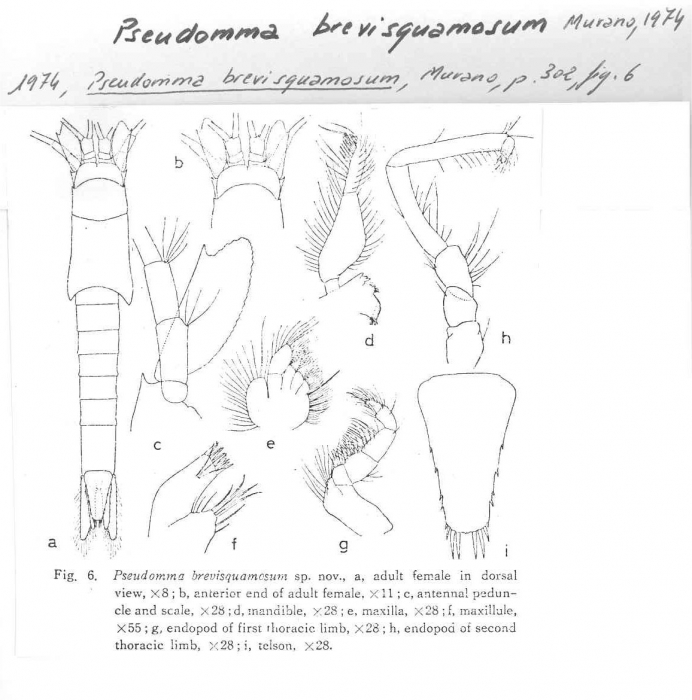 Pseudomma brevisquamosum