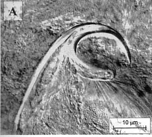 Nematoplana indica Nematoplana indica