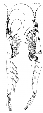 Part: Total lateral