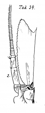 Part: Antennal scale