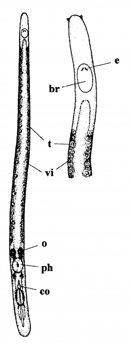 Nematoplana martensi Nematoplana martensi