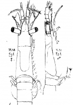 Part: Head lateral