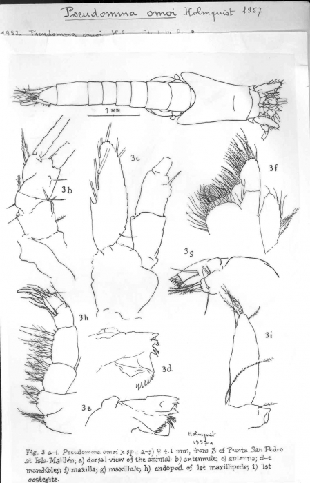 Pseudomma omoi