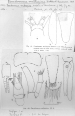 Pseudomma multispina