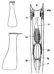 Nematoplana martensi