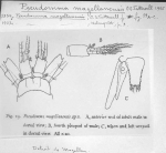 Pseudomma magellanensis