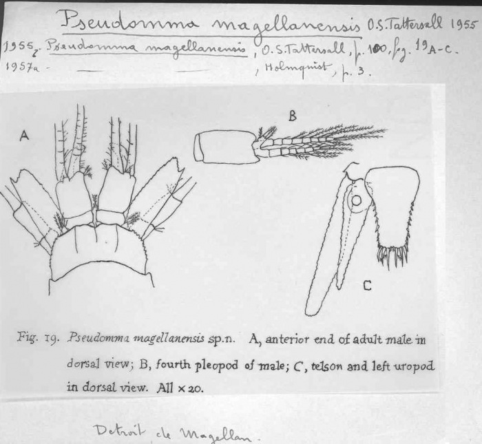 Pseudomma magellanensis