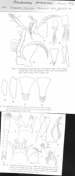 Pseudomma marumoi