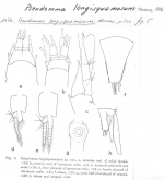 Pseudomma longisquamosum