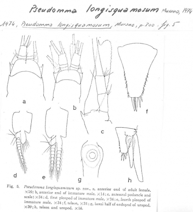 Pseudomma longisquamosum