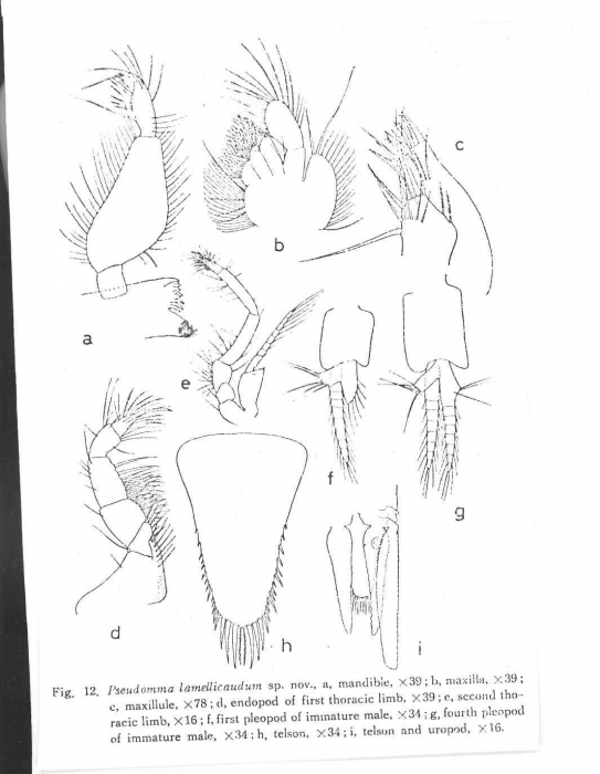 Pseudomma lamellicaudum