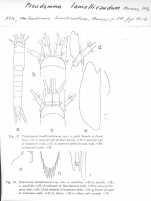 Pseudomma lamellicaudum