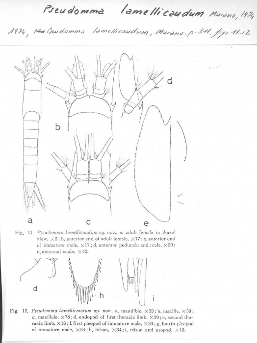 Pseudomma lamellicaudum