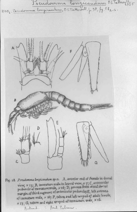 Pseudomma longicaudum