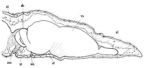 Nematoplana pullolineata Nematoplana pullolineata